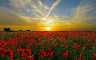 Bild: Förderung Kosten Photovoltaik