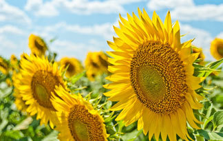 Bild: BHKW im Sommer