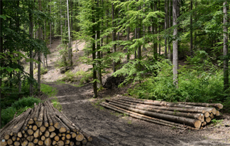 Bild: Stapel Rohholz